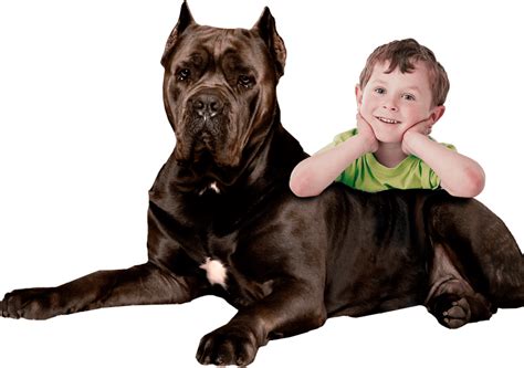 We have been raising, socializing and breeding Corsi for 9 years now. . Cane corso for sale dallas